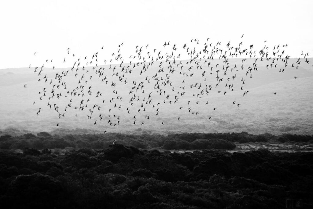 bird, birds, flock of birds-290744.jpg